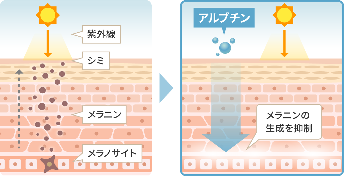 アルブチンがメラニンの生成を抑制