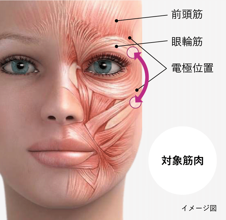眼輪筋