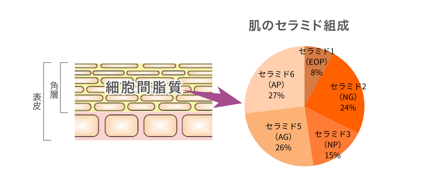 肌のセラミド組成