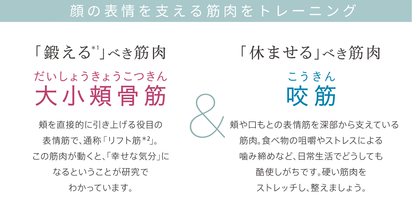 「休ませる」べき筋肉 咬筋「鍛える」べき筋肉 大小頬骨筋