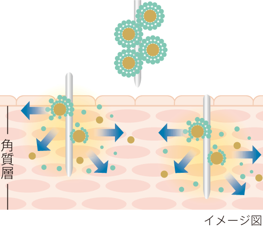 角質層浸透イメージ