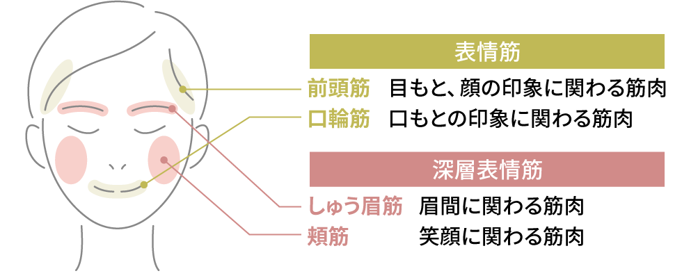 顔の筋肉