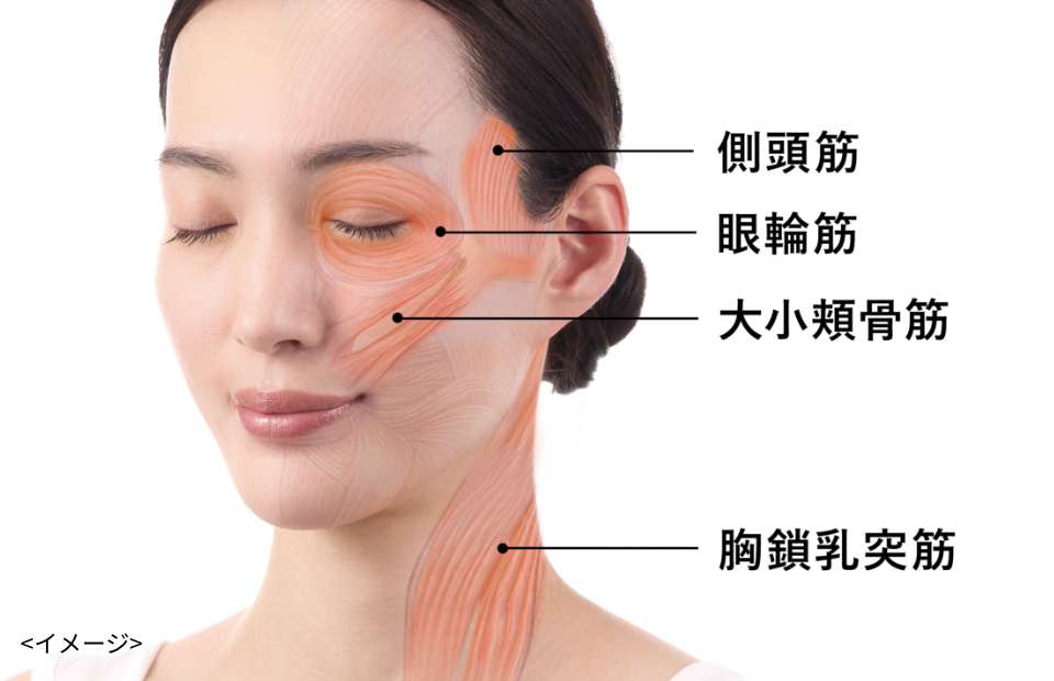 顔にある筋肉の名称。側頭筋・眼輪筋・大小頬骨筋