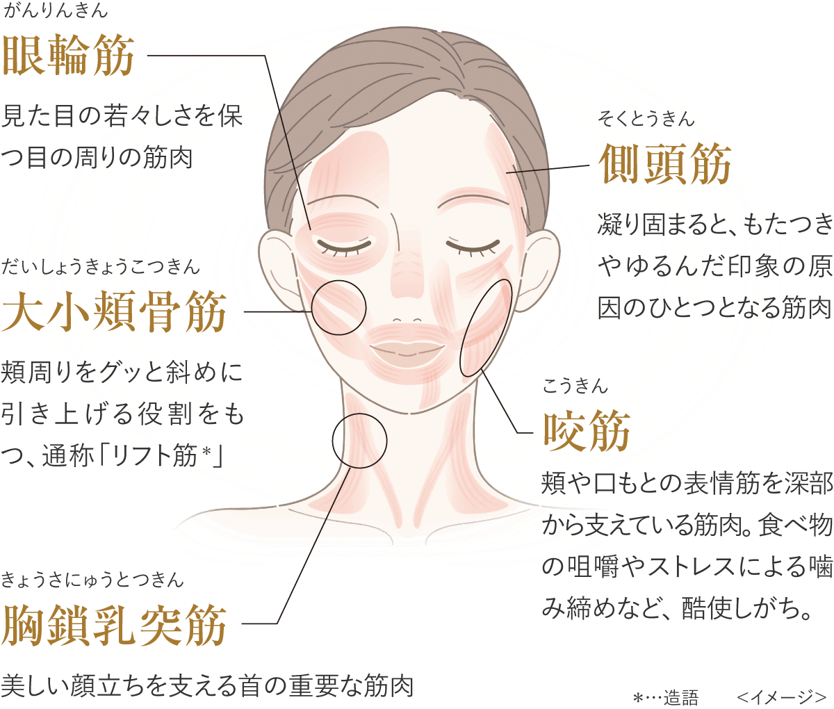 美の根源 リフトケア