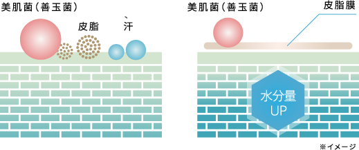 美肌菌（善玉菌）による水分量UPの画像